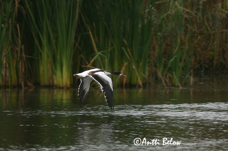 Avainsanat: Ànec blanc Gravand Bergeend Common Shelduck Ristpart Ristisorsa Tadorne de Belon Brandgans Brandente Bütykös ásólúd Brandönd Volpoca Gravand Pato-branco Tadorna tadorna Tarro Blanco Gravand