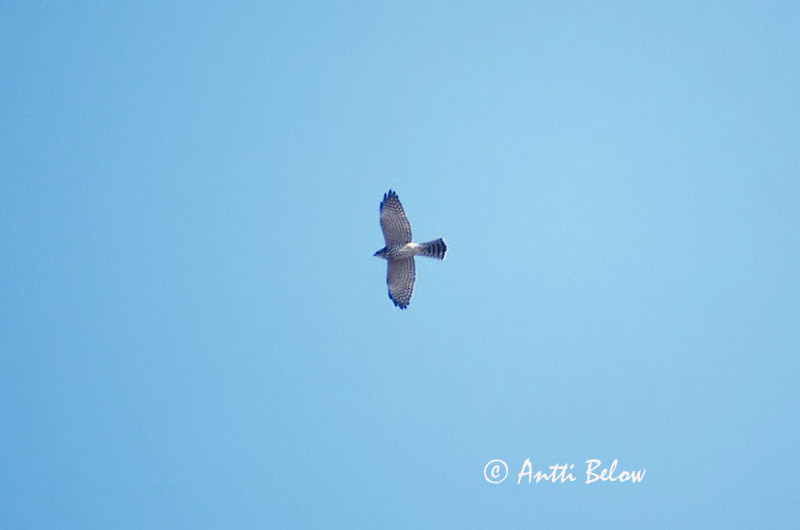 Avainsanat: Balkansperwer Levant Sparrowhawk Epervier à pieds courts Kurzfangsperber Sparviere levantino Balkanhauk Accipiter brevipes Gavilán Griego Balkanhök Sirovarpushaukka
