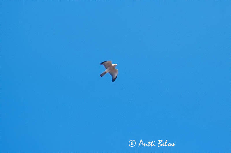 Avainsanat: Balkansperwer Levant Sparrowhawk Epervier à pieds courts Kurzfangsperber Sparviere levantino Balkanhauk Accipiter brevipes Gavilán Griego Balkanhök Sirovarpushaukka