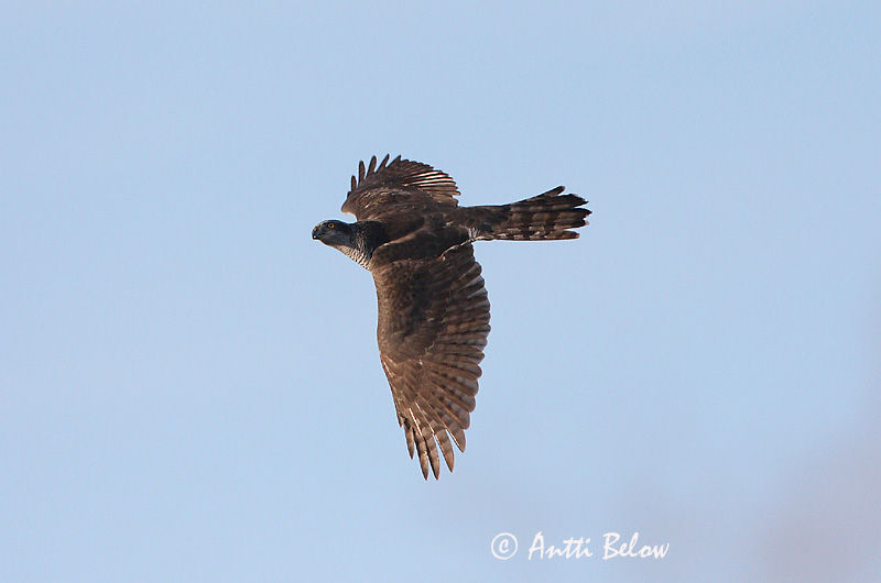 Avainsanat: Astor Duehøg Havik Northern Goshawk Kanakull Kanahaukka Autour des palombes Habicht Héja Gáshaukur Astore Hønsehauk Açor Accipiter gentilis Azor Común Duvhök