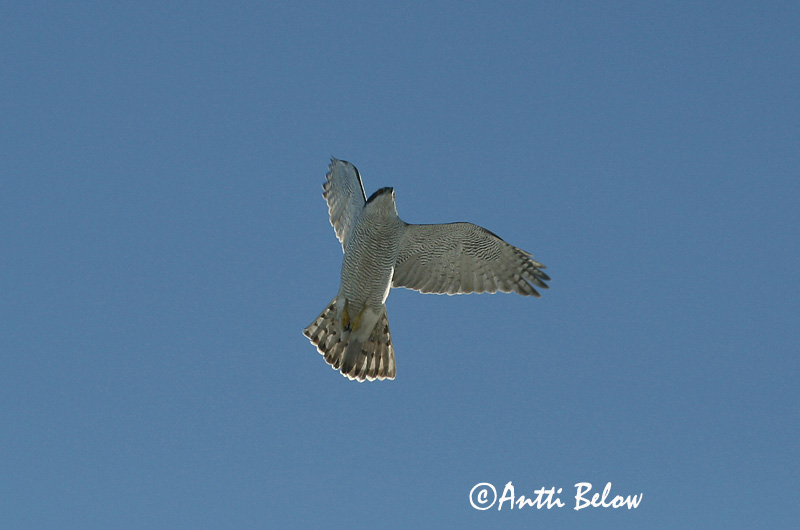 Avainsanat: Astor Duehøg Havik Northern Goshawk Kanakull Kanahaukka Autour des palombes Habicht Héja Gáshaukur Astore Hønsehauk Açor Accipiter gentilis Azor Común Duvhök