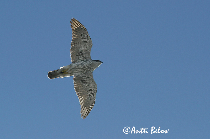 Avainsanat: Astor Duehøg Havik Northern Goshawk Kanakull Kanahaukka Autour des palombes Habicht Héja Gáshaukur Astore Hønsehauk Açor Accipiter gentilis Azor Común Duvhök