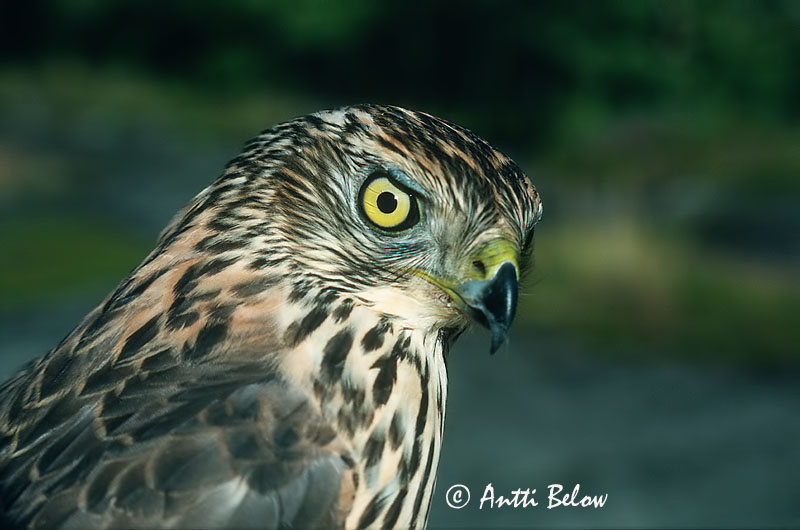 Avainsanat: Astor Duehøg Havik Northern Goshawk Kanakull Kanahaukka Autour des palombes Habicht Héja Gáshaukur Astore Hønsehauk Açor Accipiter gentilis Azor Común Duvhök