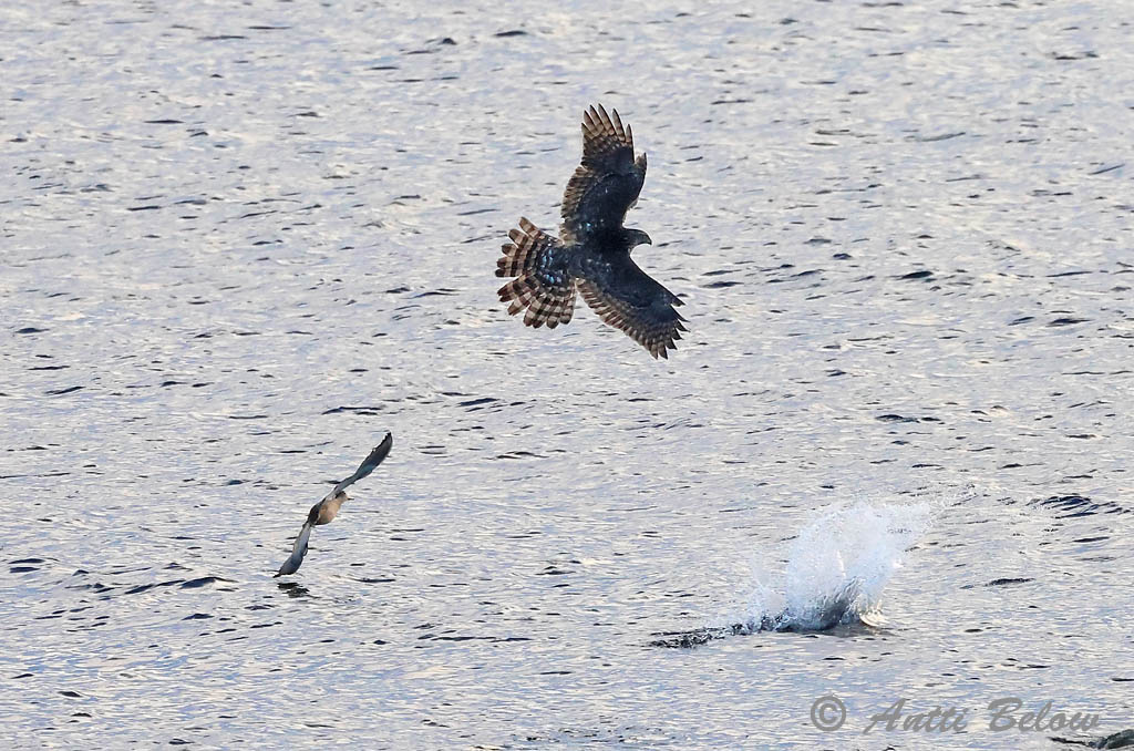 Signilskär
9/2024
Avainsanat: Astor Duehøg Havik Northern Goshawk Kanakull Kanahaukka Autour des palombes Habicht Héja Gáshaukur Astore Hønsehauk Açor Accipiter gentilis Azor Común Duvhök