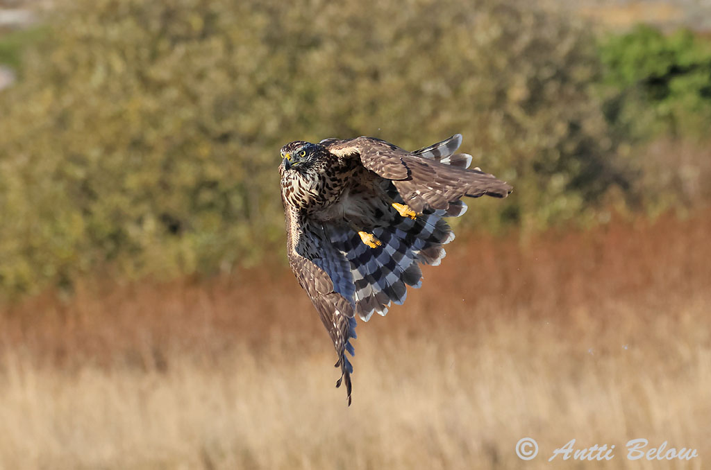 Signilskär
9/2024
Avainsanat: Astor Duehøg Havik Northern Goshawk Kanakull Kanahaukka Autour des palombes Habicht Héja Gáshaukur Astore Hønsehauk Açor Accipiter gentilis Azor Común Duvhök