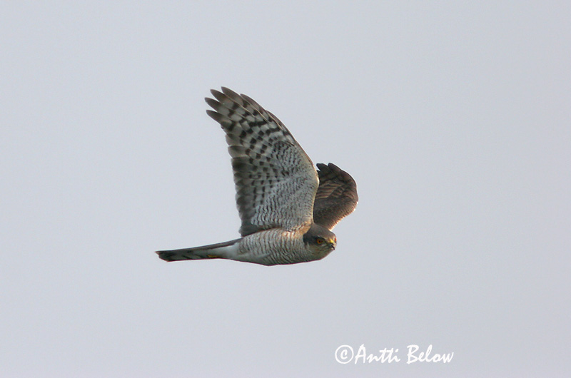 Avainsanat: Esparver vulgar Spurvehøg Sperwer Eurasian Sparrowhawk Raudkull Varpushaukka Epervier d'Europe Sperber Karvaly Sparrhaukur Sparviere Spurvehauk Gavião da Europa Accipiter nisus Gavilán Común Sparvhök