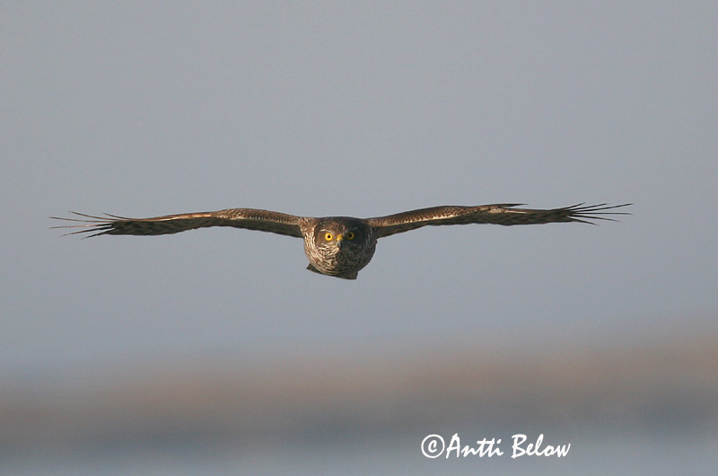 Avainsanat: Esparver vulgar Spurvehøg Sperwer Eurasian Sparrowhawk Raudkull Varpushaukka Epervier d'Europe Sperber Karvaly Sparrhaukur Sparviere Spurvehauk Gavião da Europa Accipiter nisus Gavilán Común Sparvhök