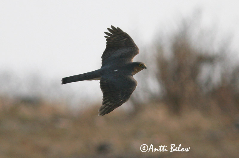 Avainsanat: Esparver vulgar Spurvehøg Sperwer Eurasian Sparrowhawk Raudkull Varpushaukka Epervier d'Europe Sperber Karvaly Sparrhaukur Sparviere Spurvehauk Gavião da Europa Accipiter nisus Gavilán Común Sparvhök