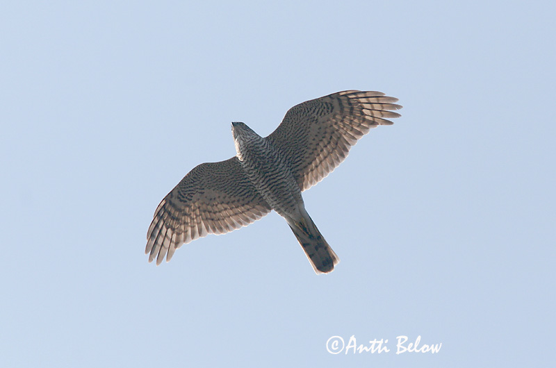 Avainsanat: Esparver vulgar Spurvehøg Sperwer Eurasian Sparrowhawk Raudkull Varpushaukka Epervier d'Europe Sperber Karvaly Sparrhaukur Sparviere Spurvehauk Gavião da Europa Accipiter nisus Gavilán Común Sparvhök