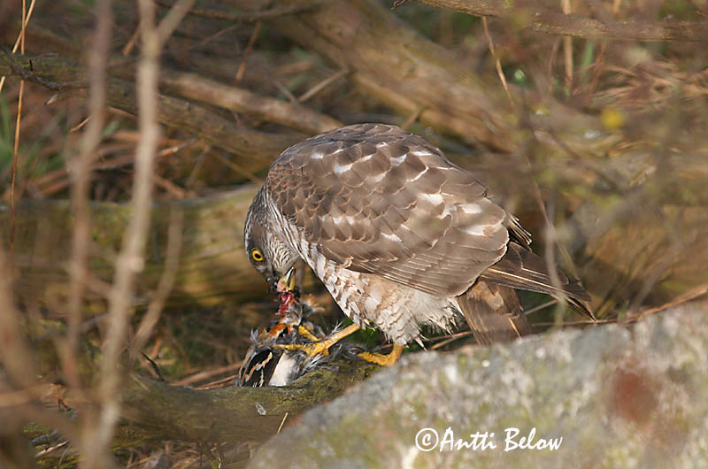 Avainsanat: Esparver vulgar Spurvehøg Sperwer Eurasian Sparrowhawk Raudkull Varpushaukka Epervier d'Europe Sperber Karvaly Sparrhaukur Sparviere Spurvehauk Gavião da Europa Accipiter nisus Gavilán Común Sparvhök