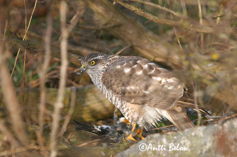 Avainsanat: Esparver vulgar Spurvehøg Sperwer Eurasian Sparrowhawk Raudkull Varpushaukka Epervier d'Europe Sperber Karvaly Sparrhaukur Sparviere Spurvehauk Gavião da Europa Accipiter nisus Gavilán Común Sparvhök