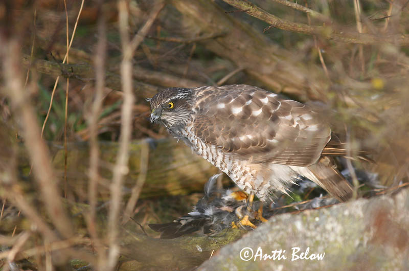 Avainsanat: Esparver vulgar Spurvehøg Sperwer Eurasian Sparrowhawk Raudkull Varpushaukka Epervier d'Europe Sperber Karvaly Sparrhaukur Sparviere Spurvehauk Gavião da Europa Accipiter nisus Gavilán Común Sparvhök