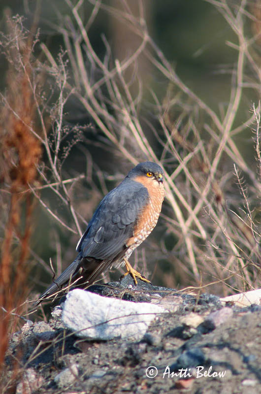 Avainsanat: Esparver vulgar Spurvehøg Sperwer Eurasian Sparrowhawk Raudkull Varpushaukka Epervier d'Europe Sperber Karvaly Sparrhaukur Sparviere Spurvehauk Gavião da Europa Accipiter nisus Gavilán Común Sparvhök