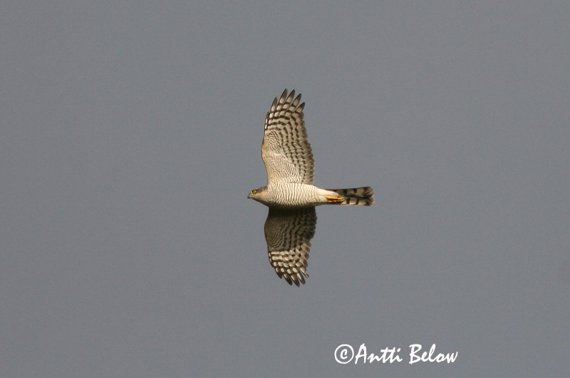 Avainsanat: Esparver vulgar Spurvehøg Sperwer Eurasian Sparrowhawk Raudkull Varpushaukka Epervier d'Europe Sperber Karvaly Sparrhaukur Sparviere Spurvehauk Gavião da Europa Accipiter nisus Gavilán Común Sparvhök
