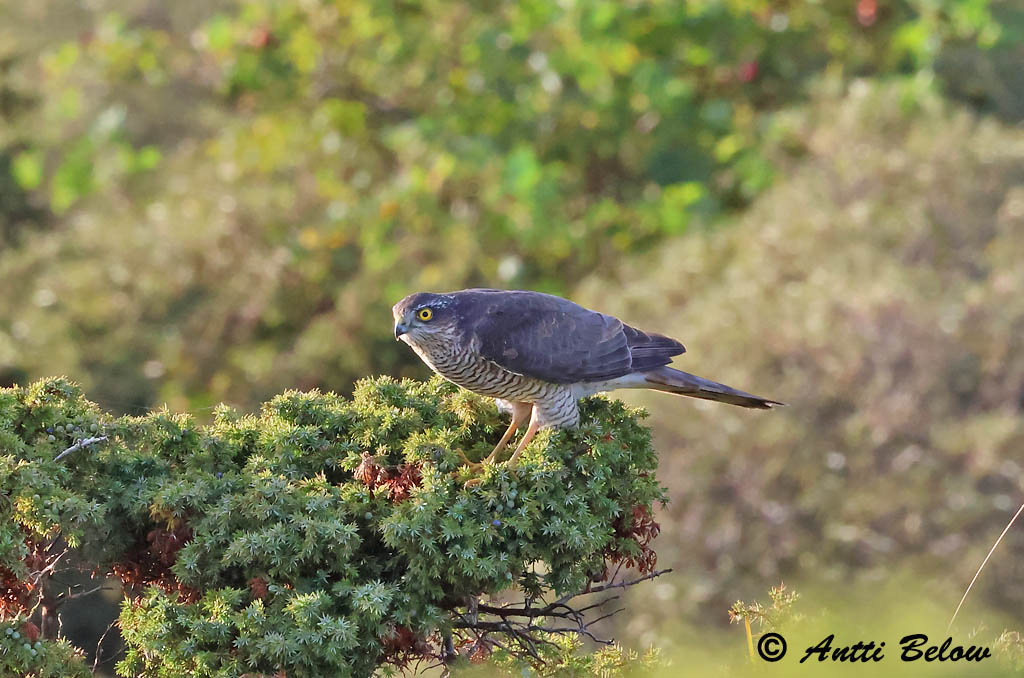 Signilskär
9/2024
Avainsanat: Esparver vulgar Spurvehøg Sperwer Eurasian Sparrowhawk Raudkull Varpushaukka Epervier d'Europe Sperber Karvaly Sparrhaukur Sparviere Spurvehauk Gavião da Europa Accipiter nisus Gavilán Común Sparvhök