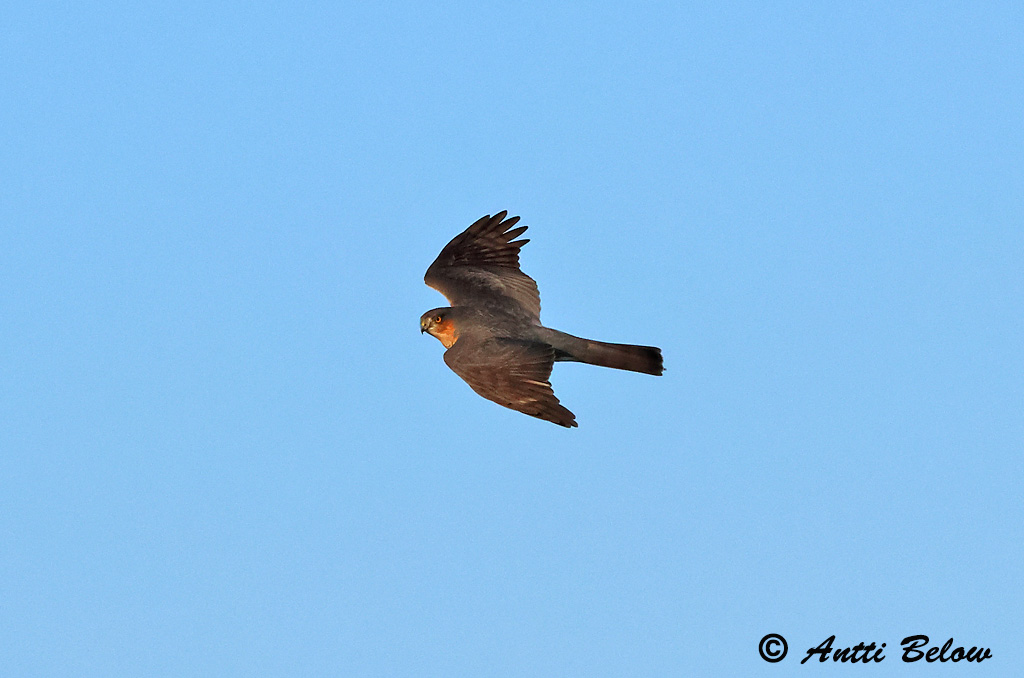Signilskär
9/2024
Avainsanat: Esparver vulgar Spurvehøg Sperwer Eurasian Sparrowhawk Raudkull Varpushaukka Epervier d'Europe Sperber Karvaly Sparrhaukur Sparviere Spurvehauk Gavião da Europa Accipiter nisus Gavilán Común Sparvhök
