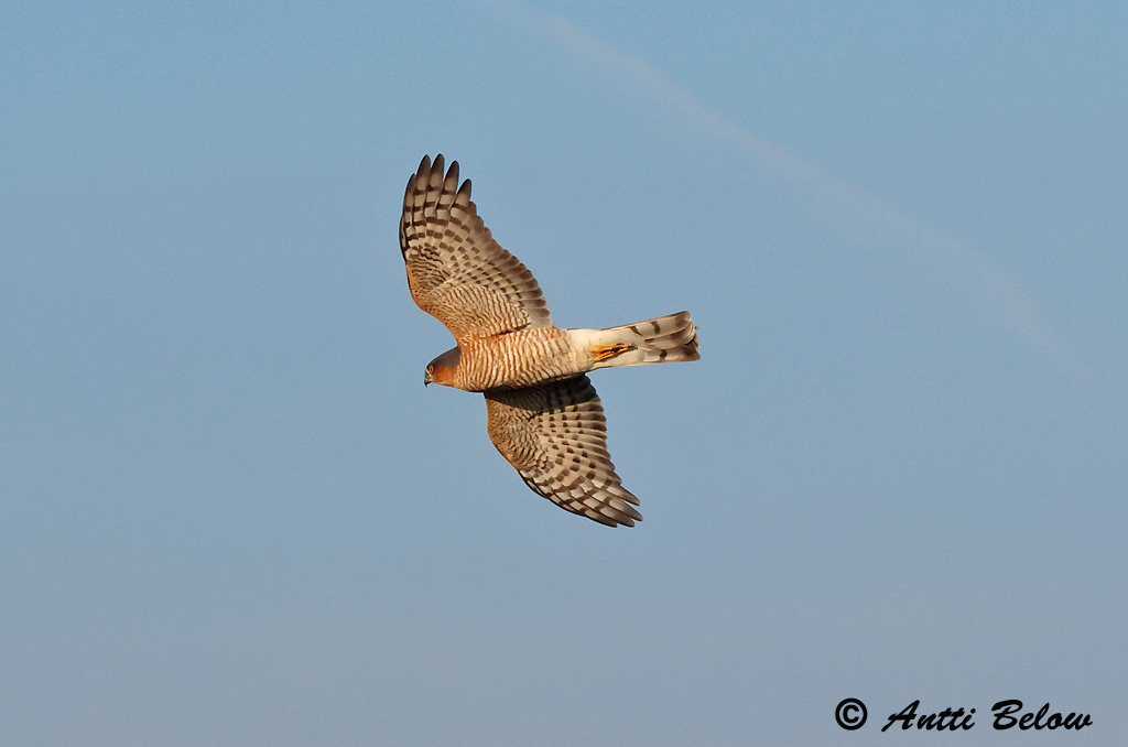 Signilskär
9/2024
Avainsanat: Esparver vulgar Spurvehøg Sperwer Eurasian Sparrowhawk Raudkull Varpushaukka Epervier d'Europe Sperber Karvaly Sparrhaukur Sparviere Spurvehauk Gavião da Europa Accipiter nisus Gavilán Común Sparvhök