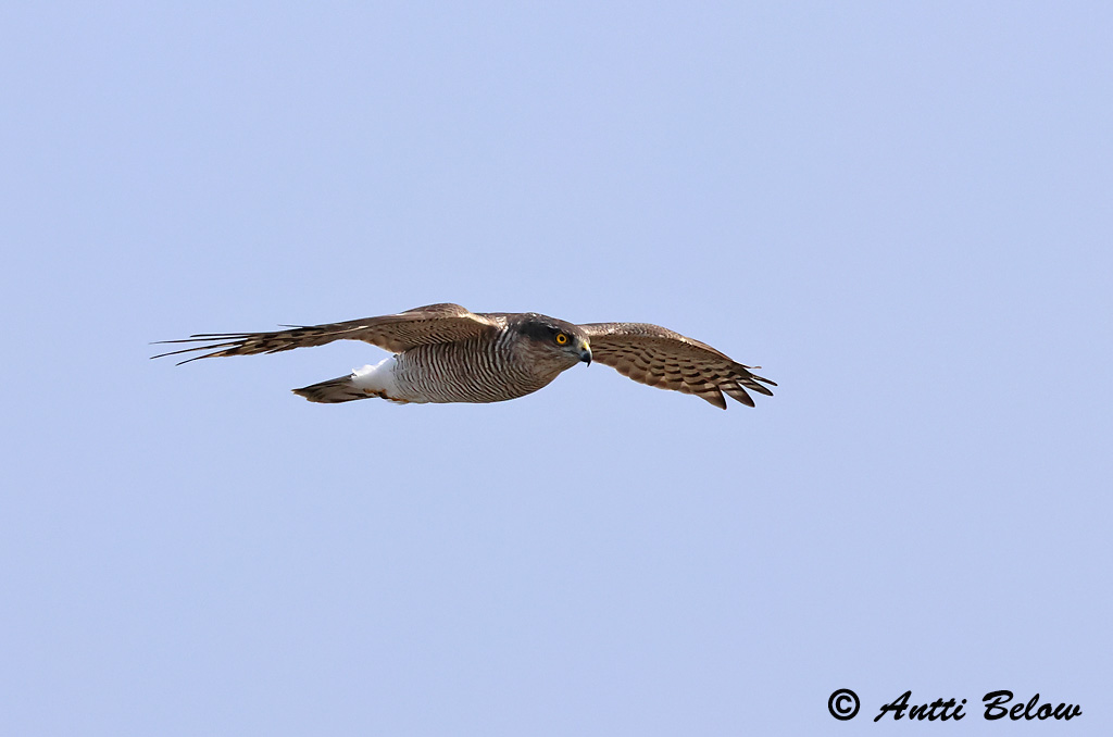 Signilskär
9/2024
Avainsanat: Esparver vulgar Spurvehøg Sperwer Eurasian Sparrowhawk Raudkull Varpushaukka Epervier d'Europe Sperber Karvaly Sparrhaukur Sparviere Spurvehauk Gavião da Europa Accipiter nisus Gavilán Común Sparvhök