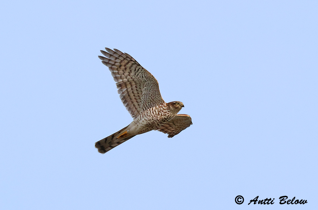 Hammarland, Signilskär
9/2024
Avainsanat: Esparver vulgar Spurvehøg Sperwer Eurasian Sparrowhawk Raudkull Varpushaukka Epervier d'Europe Sperber Karvaly Sparrhaukur Sparviere Spurvehauk Gavião da Europa Accipiter nisus Gavilán Común Sparvhök