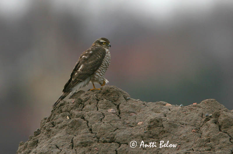 Avainsanat: Esparver vulgar Spurvehøg Sperwer Eurasian Sparrowhawk Raudkull Varpushaukka Epervier d'Europe Sperber Karvaly Sparrhaukur Sparviere Spurvehauk Gavião da Europa Accipiter nisus Gavilán Común Sparvhök