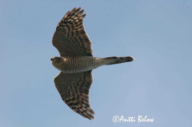 Avainsanat: Esparver vulgar Spurvehøg Sperwer Eurasian Sparrowhawk Raudkull Varpushaukka Epervier d'Europe Sperber Karvaly Sparrhaukur Sparviere Spurvehauk Gavião da Europa Accipiter nisus Gavilán Común Sparvhök