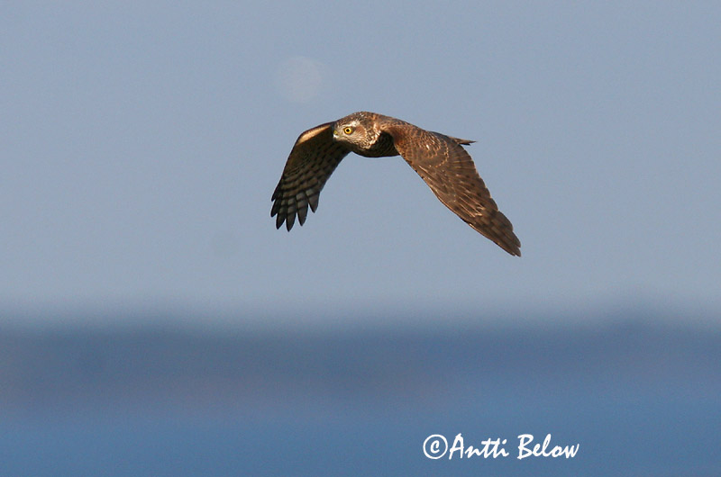 Avainsanat: Esparver vulgar Spurvehøg Sperwer Eurasian Sparrowhawk Raudkull Varpushaukka Epervier d'Europe Sperber Karvaly Sparrhaukur Sparviere Spurvehauk Gavião da Europa Accipiter nisus Gavilán Común Sparvhök