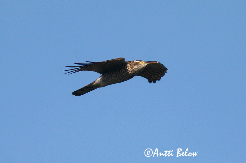 Avainsanat: Esparver vulgar Spurvehøg Sperwer Eurasian Sparrowhawk Raudkull Varpushaukka Epervier d'Europe Sperber Karvaly Sparrhaukur Sparviere Spurvehauk Gavião da Europa Accipiter nisus Gavilán Común Sparvhök