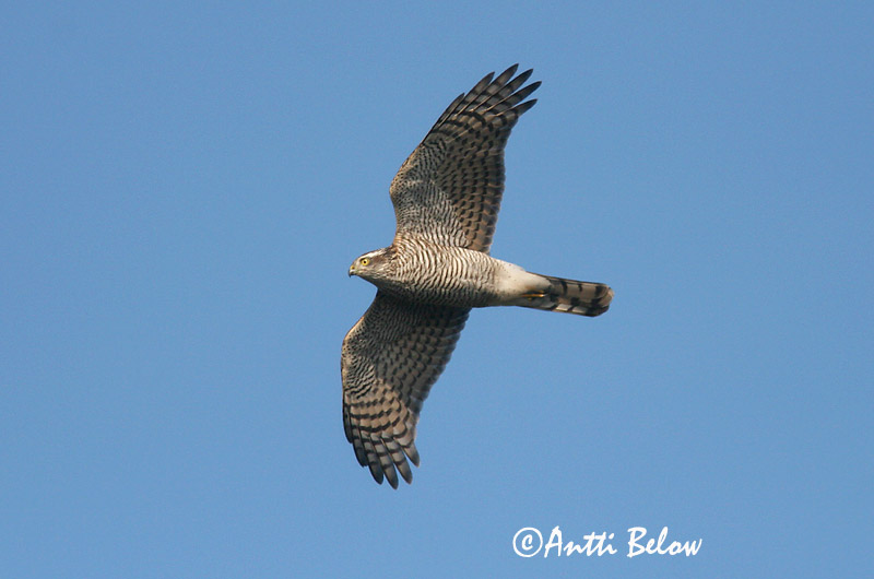Avainsanat: Esparver vulgar Spurvehøg Sperwer Eurasian Sparrowhawk Raudkull Varpushaukka Epervier d'Europe Sperber Karvaly Sparrhaukur Sparviere Spurvehauk Gavião da Europa Accipiter nisus Gavilán Común Sparvhök