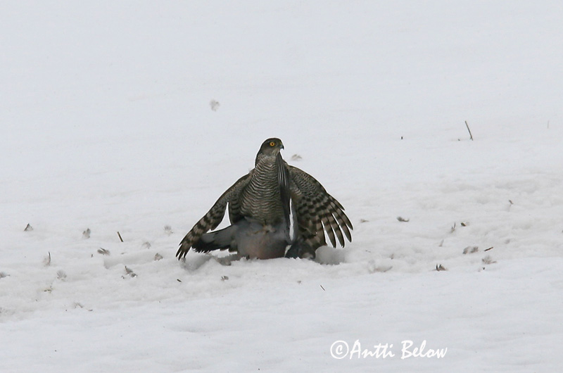 Avainsanat: Esparver vulgar Spurvehøg Sperwer Eurasian Sparrowhawk Raudkull Varpushaukka Epervier d'Europe Sperber Karvaly Sparrhaukur Sparviere Spurvehauk Gavião da Europa Accipiter nisus Gavilán Común Sparvhök