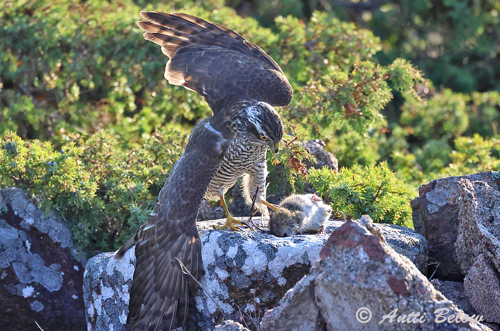 Hammarland, Signilskär
9/2024
Avainsanat: Esparver vulgar Spurvehøg Sperwer Eurasian Sparrowhawk Raudkull Varpushaukka Europe Sperber Karvaly Sparrhaukur Sparviere Spurvehauk Gavião da Europa Accipiter nisus Gavilán Común Sparvhök