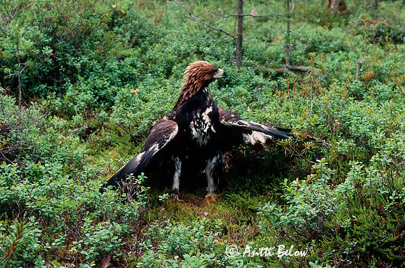 Avainsanat: Àguila daurada Kongeørn Steenarend Golden Eagle Kaljukotkas Kotka Aigle royal Steinadler Szirti sas Gullörn Kongeørn Águia-real Aquila chrysaetos Aguila Real Kungsörn