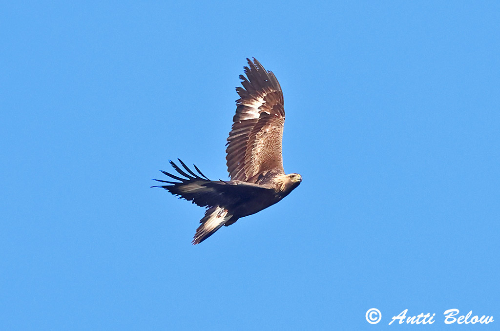 Rönnskär, Kirkkonummi 10/2025
Avainsanat: Àguila daurada Kongeørn Steenarend Golden Eagle Kaljukotkas Kotka Aigle royal Steinadler Szirti sas Gullörn Kongeørn Águia-real Aquila chrysaetos Aguila Real Kungsörn