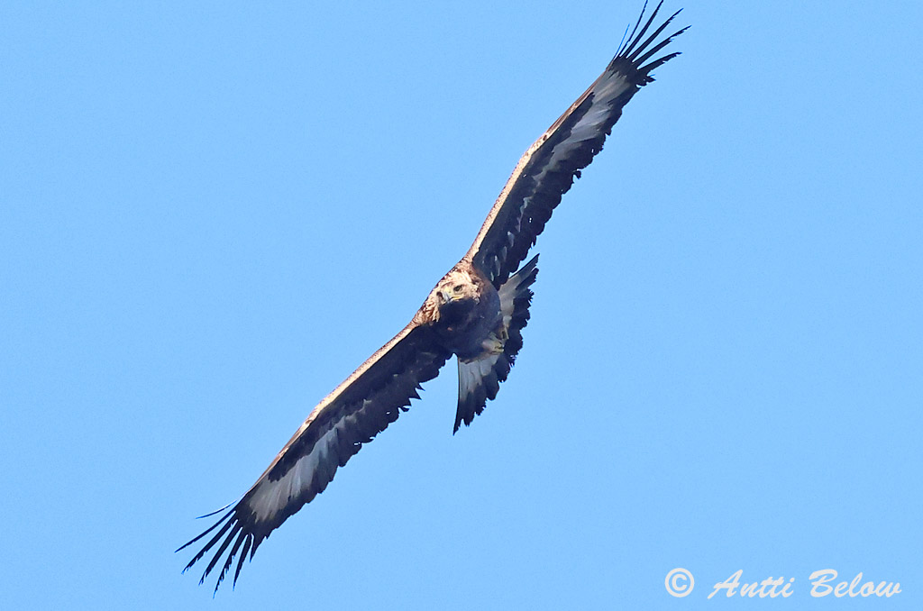 Rönnskär, Kirkkonummi 10/2025
Avainsanat: Àguila daurada Kongeørn Steenarend Golden Eagle Kaljukotkas Kotka Aigle royal Steinadler Szirti sas Gullörn Kongeørn Águia-real Aquila chrysaetos Aguila Real Kungsörn