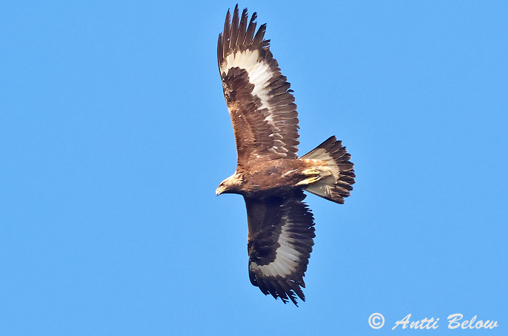 Rönnskär, Kirkkonummi 10/2025
Avainsanat: Àguila daurada Kongeørn Steenarend Golden Eagle Kaljukotkas Kotka Aigle royal Steinadler Szirti sas Gullörn Kongeørn Águia-real Aquila chrysaetos Aguila Real Kungsörn