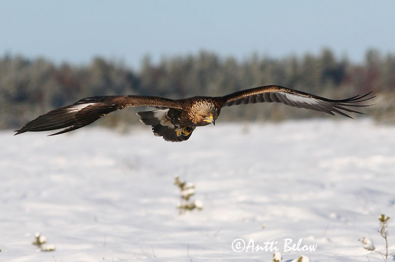 Avainsanat: Àguila daurada Kongeørn Steenarend Golden Eagle Kaljukotkas Kotka Aigle royal Steinadler Szirti sas Gullörn Kongeørn Águia-real Aquila chrysaetos Aguila Real Kungsörn