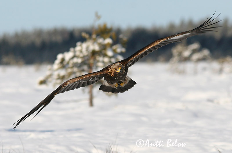 Lounais-Suomi
2/2006
Avainsanat: Àguila daurada Kongeørn Steenarend Golden Eagle Kaljukotkas Kotka Aigle royal Steinadler Szirti sas Gullörn Kongeørn Águia-real Aquila chrysaetos Aguila Real Kungsörn