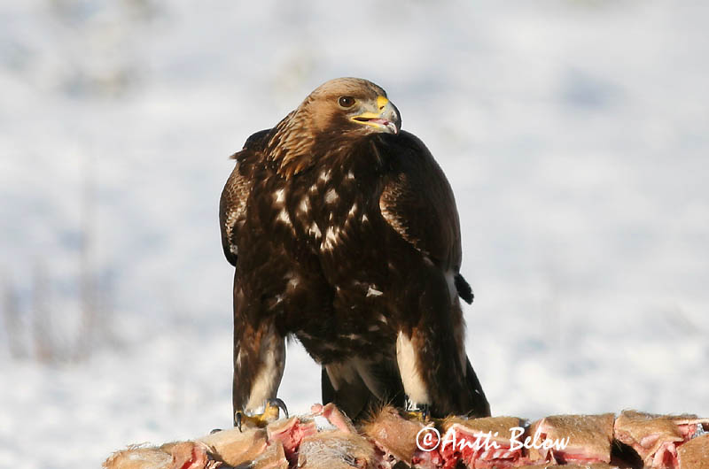 Avainsanat: Àguila daurada Kongeørn Steenarend Golden Eagle Kaljukotkas Kotka Aigle royal Steinadler Szirti sas Gullörn Kongeørn Águia-real Aquila chrysaetos Aguila Real Kungsörn