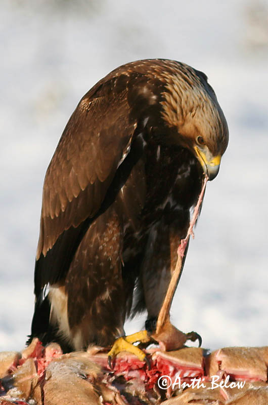 Lounais-Suomi
2/2006
Avainsanat: Àguila daurada Kongeørn Steenarend Golden Eagle Kaljukotkas Kotka Aigle royal Steinadler Szirti sas Gullörn Kongeørn Águia-real Aquila chrysaetos Aguila Real Kungsörn