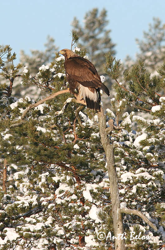 Avainsanat: Àguila daurada Kongeørn Steenarend Golden Eagle Kaljukotkas Kotka Aigle royal Steinadler Szirti sas Gullörn Kongeørn Águia-real Aquila chrysaetos Aguila Real Kungsörn