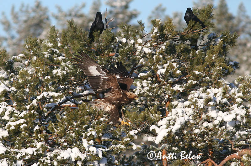 Avainsanat: Àguila daurada Kongeørn Steenarend Golden Eagle Kaljukotkas Kotka Aigle royal Steinadler Szirti sas Gullörn Kongeørn Águia-real Aquila chrysaetos Aguila Real Kungsörn