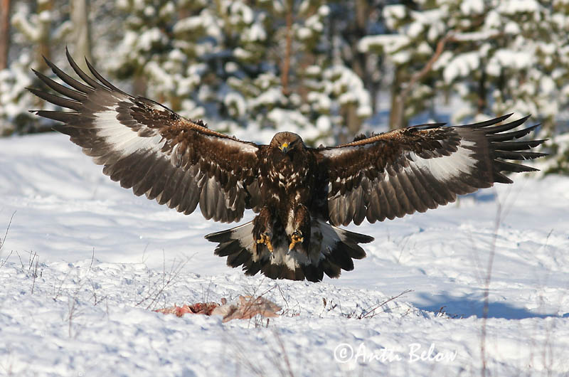 Lounais-Suomi
2/2006
Avainsanat: Àguila daurada Kongeørn Steenarend Golden Eagle Kaljukotkas Kotka Aigle royal Steinadler Szirti sas Gullörn Kongeørn Águia-real Aquila chrysaetos Aguila Real Kungsörn