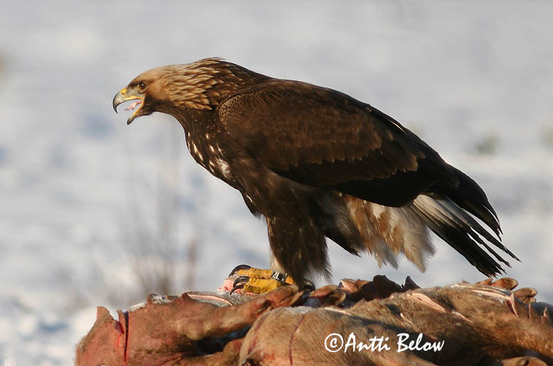 Avainsanat: Àguila daurada Kongeørn Steenarend Golden Eagle Kaljukotkas Kotka Aigle royal Steinadler Szirti sas Gullörn Kongeørn Águia-real Aquila chrysaetos Aguila Real Kungsörn
