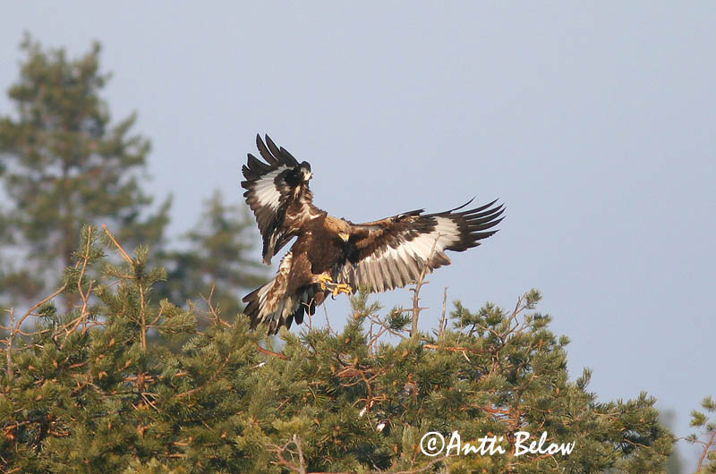 Avainsanat: Àguila daurada Kongeørn Steenarend Golden Eagle Kaljukotkas Kotka Aigle royal Steinadler Szirti sas Gullörn Kongeørn Águia-real Aquila chrysaetos Aguila Real Kungsörn