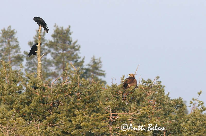 Avainsanat: Àguila daurada Kongeørn Steenarend Golden Eagle Kaljukotkas Kotka Aigle royal Steinadler Szirti sas Gullörn Kongeørn Águia-real Aquila chrysaetos Aguila Real Kungsörn
