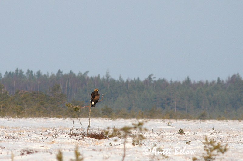 Avainsanat: Àguila daurada Kongeørn Steenarend Golden Eagle Kaljukotkas Kotka Aigle royal Steinadler Szirti sas Gullörn Kongeørn Águia-real Aquila chrysaetos Aguila Real Kungsörn