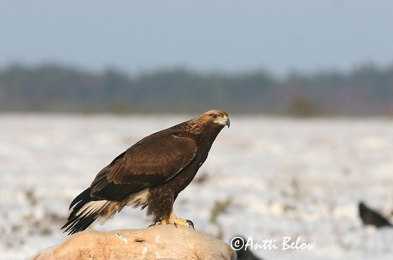 Avainsanat: Àguila daurada Kongeørn Steenarend Golden Eagle Kaljukotkas Kotka Aigle royal Steinadler Szirti sas Gullörn Kongeørn Águia-real Aquila chrysaetos Aguila Real Kungsörn