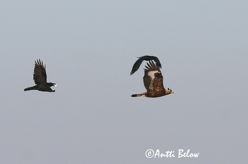 Avainsanat: Àguila daurada Kongeørn Steenarend Golden Eagle Kaljukotkas Kotka Aigle royal Steinadler Szirti sas Gullörn Kongeørn Águia-real Aquila chrysaetos Aguila Real Kungsörn