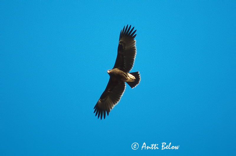 Avainsanat: Àguila cridanera Stor skrigeørn Bastaardarend Greater Spotted Eagle Suur-konnakotkas Kiljukotka Aigle criard Schelladler Nagy békászó sas Gjallörn Storskrikeørn Águia-gritadeira Aquila clanga Aguila Moteada Större skrikörn