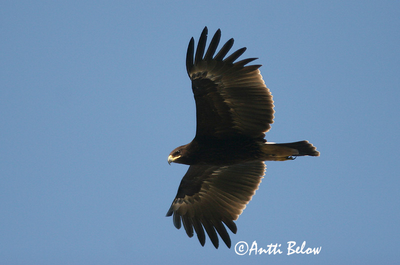 Avainsanat: Àguila cridanera Stor skrigeørn Bastaardarend Greater Spotted Eagle Suur-konnakotkas Kiljukotka Aigle criard Schelladler Nagy békászó sas Gjallörn Storskrikeørn Águia-gritadeira Aquila clanga Aguila Moteada Större skrikörn
