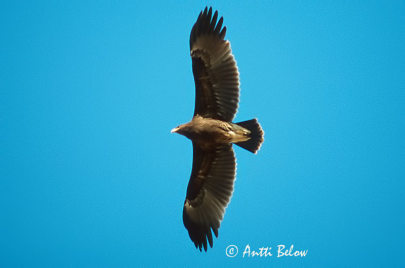 Avainsanat: Àguila cridanera Stor skrigeørn Bastaardarend Greater Spotted Eagle Suur-konnakotkas Kiljukotka Aigle criard Schelladler Nagy békászó sas Gjallörn Storskrikeørn Águia-gritadeira Aquila clanga Aguila Moteada Större skrikörn